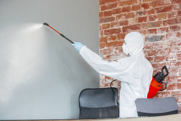 Best Attic Mold Removal  in Bolingbrook, IL